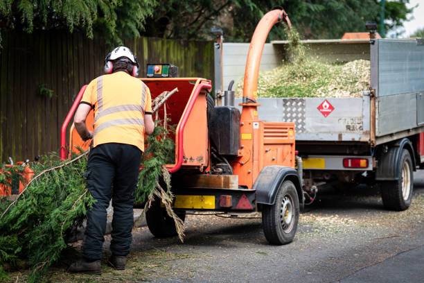 Residential Tree Removal in Murray, UT